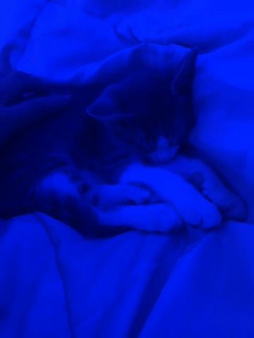 Soft Kitten 14 Weeks Old Very Calm in Joliet, Illinois