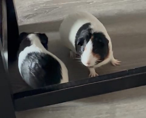 Rehoming two beautiful Guinea pigs (Ginger&Peach) in Worcester, Massachusetts