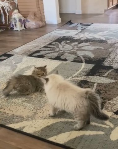 Siberian Kittens in Nashville, Tennessee