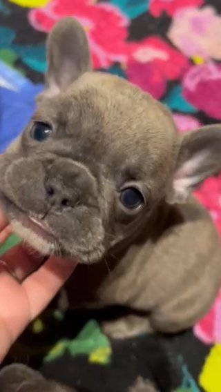 French Bulldogs in Houston, Texas