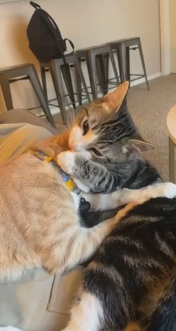 2 Cats in El Paso, Texas
