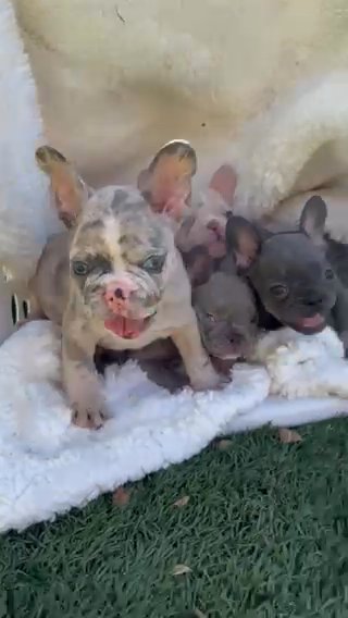 French Bulldog Litter 10 Weeks Old in Goodyear, Arizona