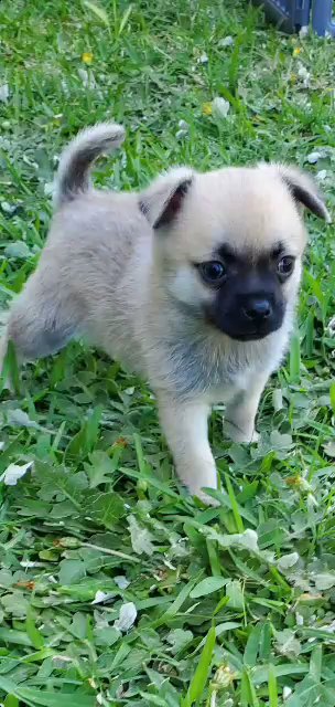 puppies 1 available in Fresno, California