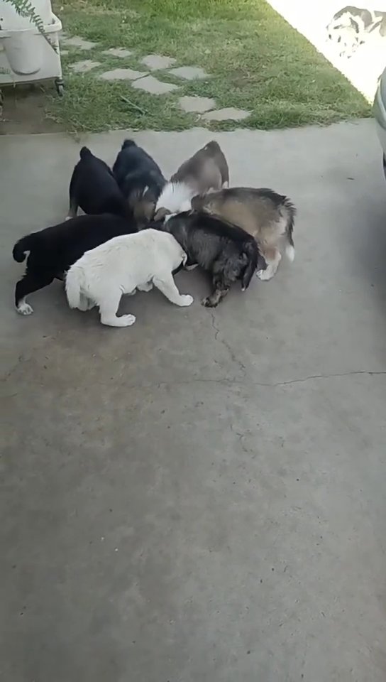 Husky mixed with German Shepherd puppies. in Porterville, California