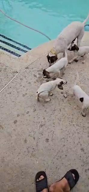 English pointer puppies in Rancho Cucamonga, California