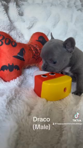 French Bulldog in Houston, Texas
