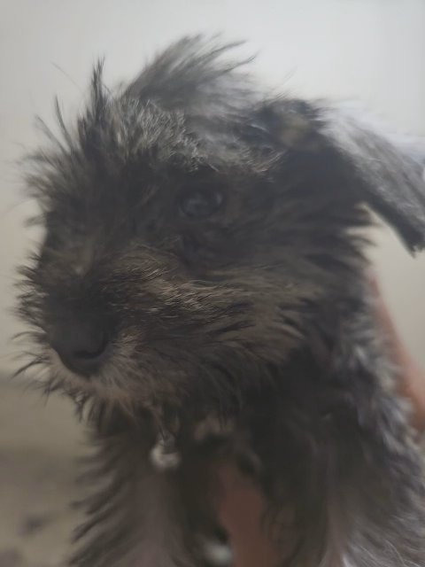 Miniature Schnauzer Female in Englewood, Colorado