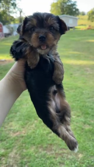 Benji Traditional yorkie in Somerset, Kentucky