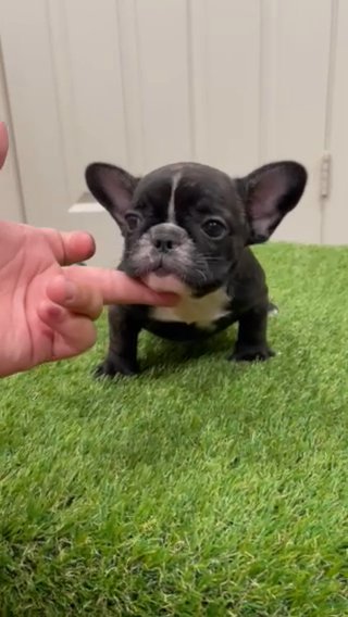 French Bulldog in Phoenix, Arizona