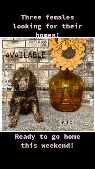 AKC Standard Poodles in Raleigh, North Carolina