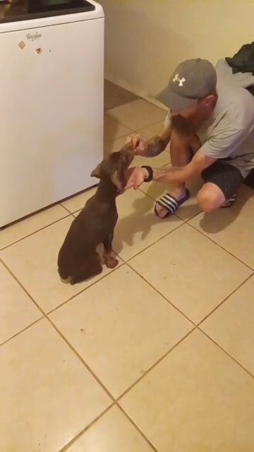 Red female doberman in Amarillo, Texas