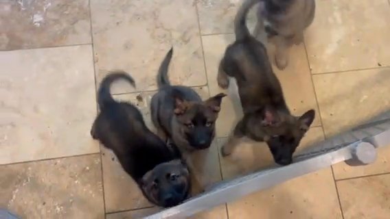 German Sheppard Puppies in Reno, Nevada