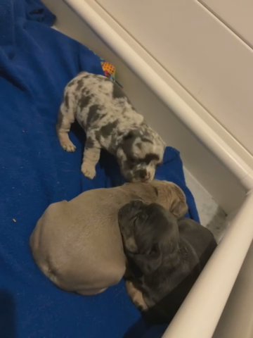 French Bulldogs in Queen Creek, Arizona