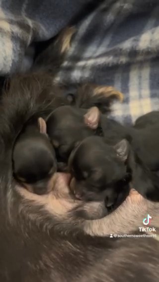 Akc Yorkies Boys And Girls in Bristol, Virginia