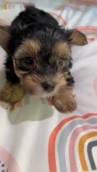 Brownie Yorkie Maltese in Atlanta, Georgia