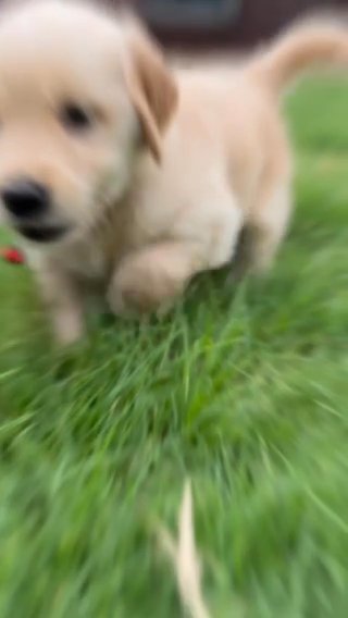 Golden Retriever AKC Red collar “ Christina P” in Muskogee, Oklahoma