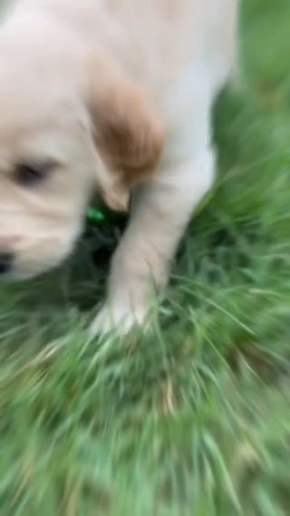 Golden Retriever AKC Puppy Lime Green collar “Joan Rivers” in Muskogee, Oklahoma