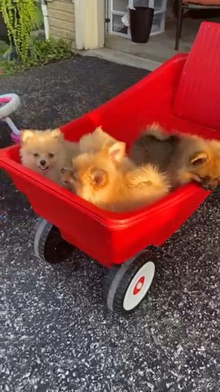 PUREBREED POMERIAN PUPPIES in Reynoldsburg, Ohio