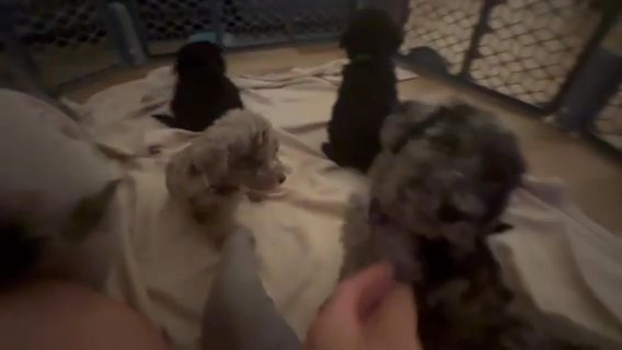 CKC Standard(Moyen) Poodles in Hickory, North Carolina