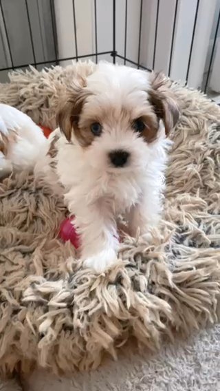 Blue Eyed Parti Yorkies ?? in West Palm Beach, Florida