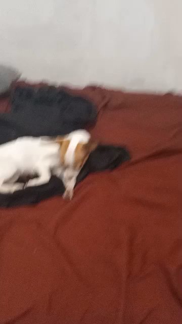 7mo female , white & brown Chihuahua in Washington, District of Columbia