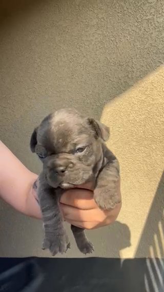 BLUE FEMALE FRENCH BULLDOG FULL AKC in Rialto, California