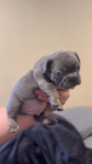 BLUE MALE FRENCH BULLDOG FULL AKC in Rialto, California