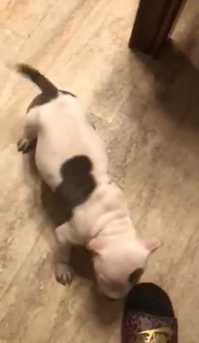 American Bully Puppies ABKC Reg*Greenwood Indiana* in Greenwood, Indiana