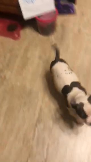 American Bully Puppies ABKC Reg*Greenwood Indiana* in Greenwood, Indiana