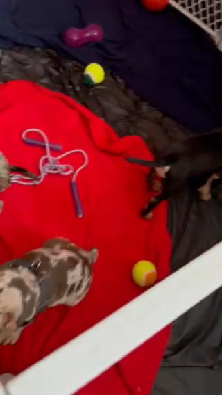 American Bully Pocket in Pleasantville, New Jersey
