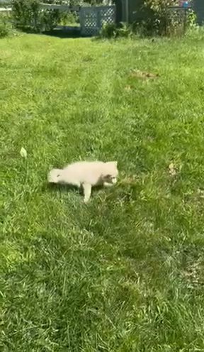 American Eskimo in New Britain (Town), Connecticut