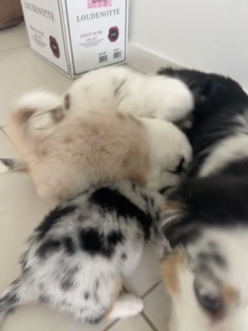 Australian Shepherd Mini in Miami, Florida