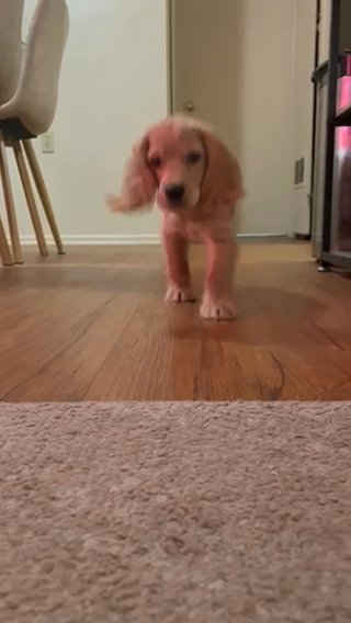 English Cocker Spaniel Puppy in Riverside, California