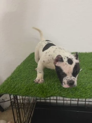 Micro Bully in Kissimmee, Florida
