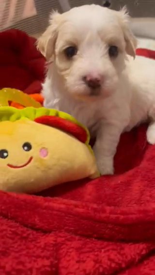 Palmer-F1B Toy Maltipoo in Lexington-Fayette, Kentucky