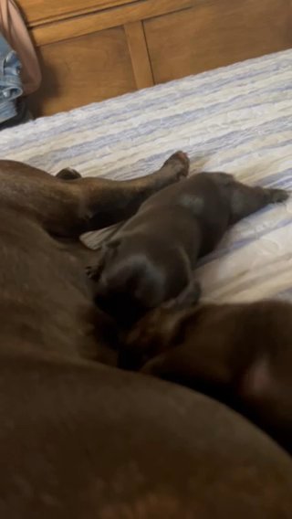 French Bulldog Puppies in Huntsville, Alabama