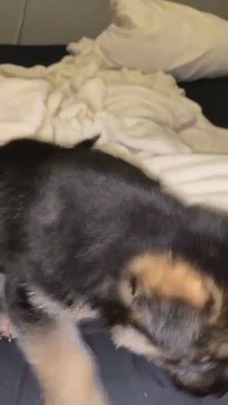 German Shepherd Male in Magnolia, Arkansas
