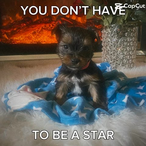 CKC Registered Yorkies Puppy Male in Murrieta, California