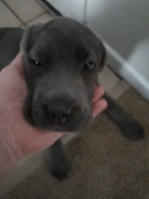 Cane Corso Puppy for Sale in Dublin, Ohio
