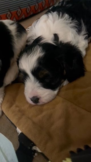 Cavapoo Puppies in Billings, Montana