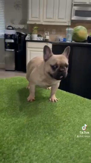 Frenchie in Phoenix, Arizona