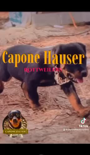 Deposit To hold puppy in Florence, South Carolina