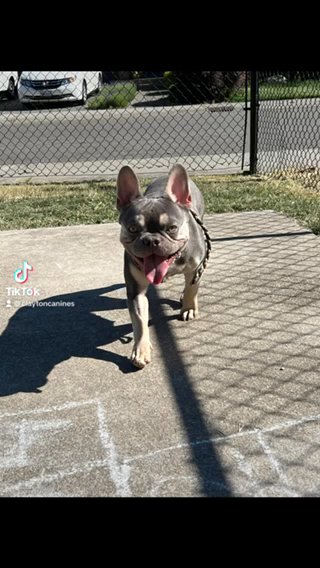 Female Frenchie in Seattle, Washington