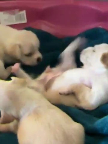 4 Pug shu puppy’s in Marysville, Washington