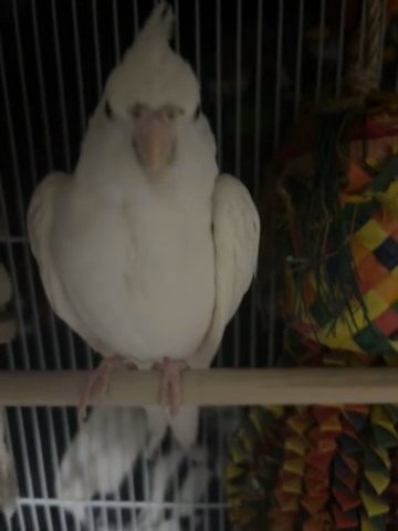 Selling White Faced Cockatiel in Omaha, Nebraska