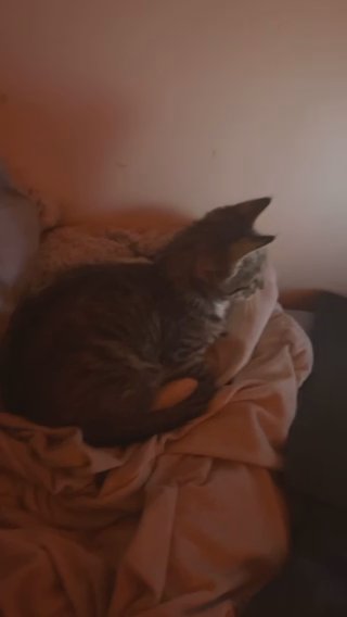 Kitten in Boston, Massachusetts