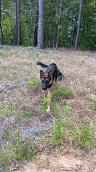 German shepherd Male in Magnolia, Arkansas