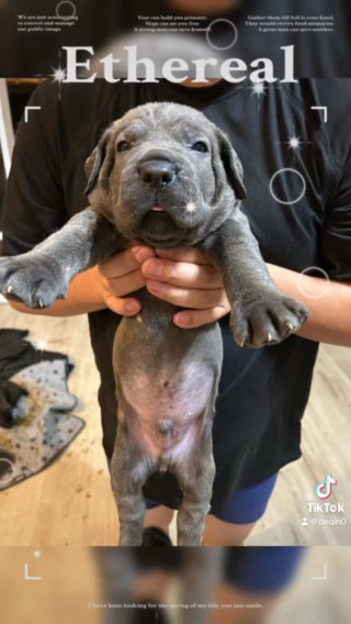 Cane Corso in Glendale, Arizona