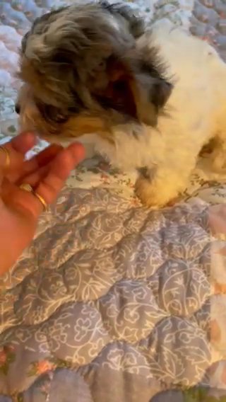 Blueberry Yorkie -Yorkshire in Columbus, Ohio