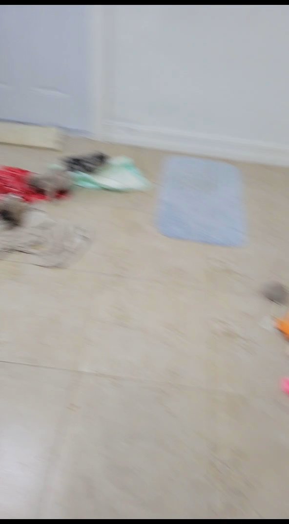 frenchies in Cape Coral, Florida